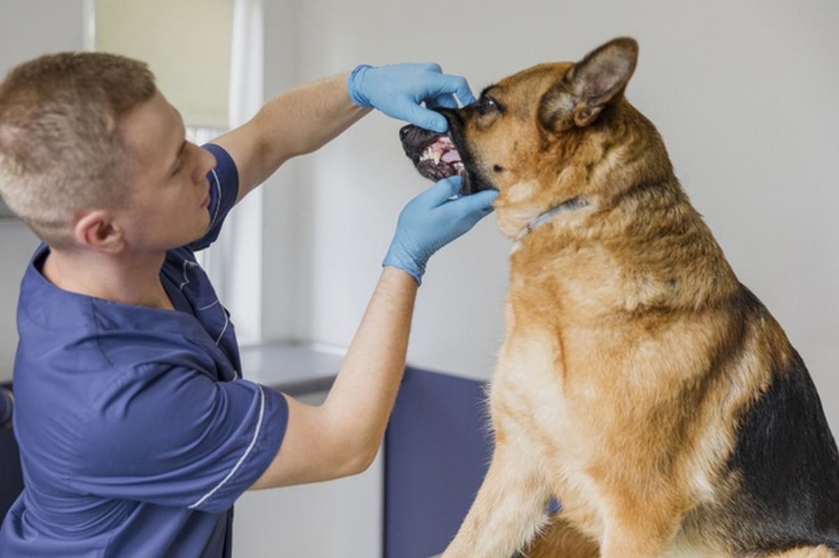 De acuerdo a la edad de nuestra mascota podremos darle alimentos balanceados (Foto: Freepik)