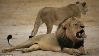 Un estadounidense mató a Cecil, el león más famoso de Zimbabue