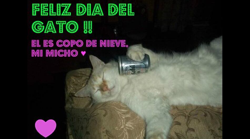 Estas son algunas imágenes por el Día Internacional del Gato. (Foto: Twitter)