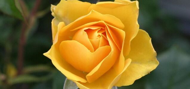 ¿Cuáles son los días del año que se regala flores amarillas y por qué?