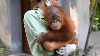 Bonbón, el bebé orangután hallado en una maleta, fue enviado de regreso a su isla | FOTOS