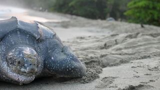 El Ejército de Nicaragua protege reproducción de tortugas en el Pacífico