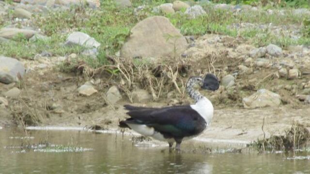 El pato crestón fue divisado en parque Cerros de Amotape