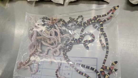 Serpientes de contrabando confiscadas dentro de una bolsa de plástico en la oficina de Aduanas de Shenzhen, en China. (AFP).