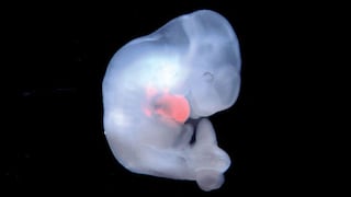 Científicos crean embriones híbridos de humano y mono en China