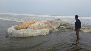 Chiclayo: ballena jorobada varó en la playa de Santa Rosa