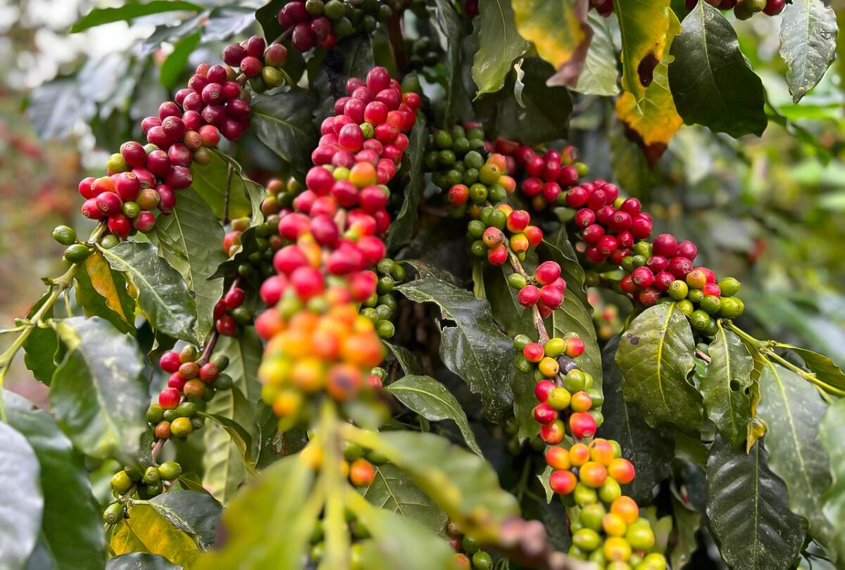 Impulsado por Descocentro y respaldado por AL-INVEST Verde, la propuesta viene promoviendo procesos alternativos de producción conocidos como Honey y Natural para el café.