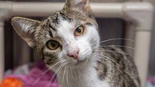 La gatita que sobrevivió a 35 perdigones y que fue abandonada en carretera de Michigan