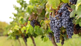 Campaña de exportación de uvas 2023-2024 cerraría con una caída del 10% en volumen