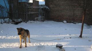 Mascotas mueren congeladas en EE.UU. por apatía de sus dueños