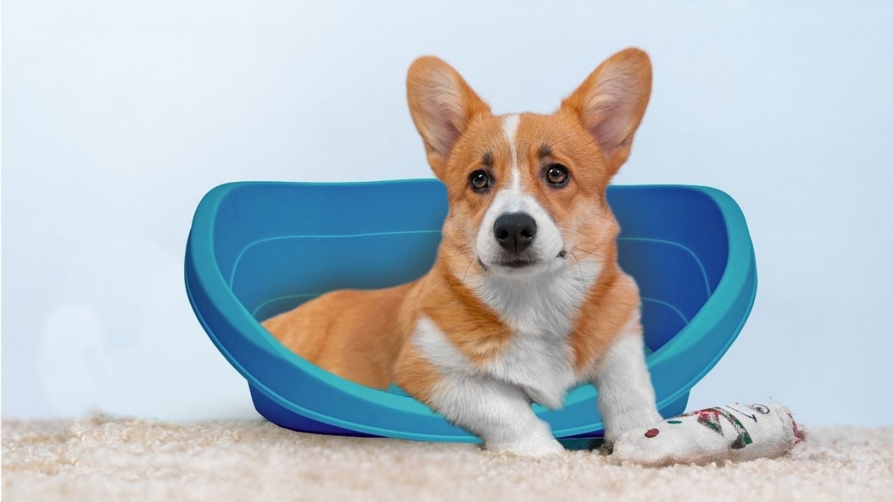 Comprende a las entidades públicas y privadas nacionales, regionales y locales, así como a las personas naturales y jurídicas del territorio nacional que tengan la condición de propietarios, tenedores o criadores de perros y gatos. Foto: GEC/referencial