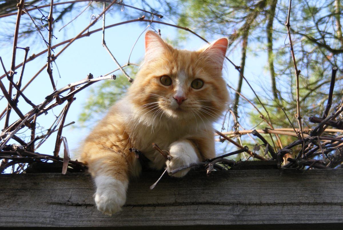 Si el gato tiene la posibilidad de salir al exterior en una zona como un patio o jardín, también debemos darle sombra y agua. (Foto: Pexels)