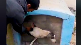 Chiclayo: rescatan a perro luego de quedar atrapado dentro de nicho