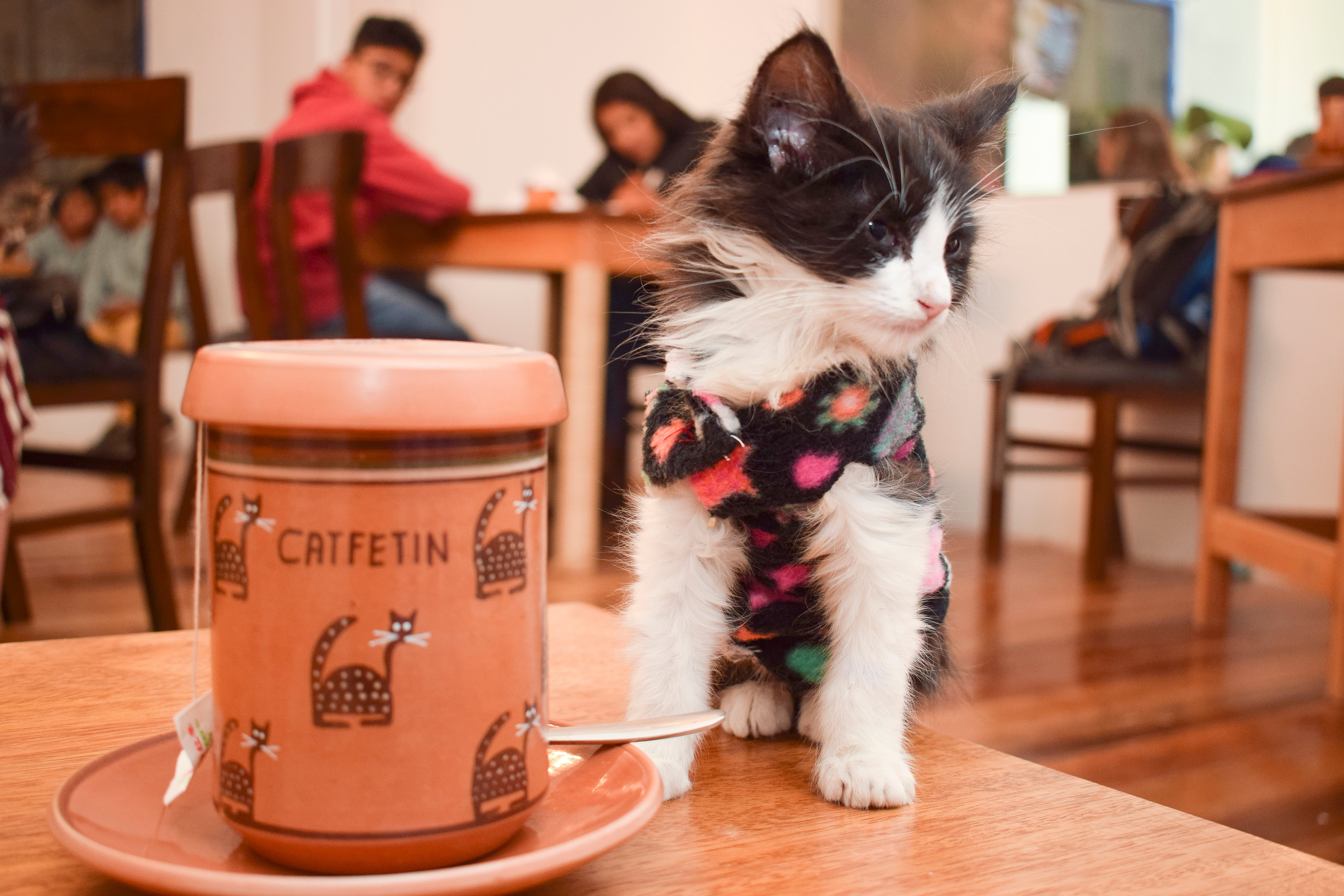 El Catfetín de Cusco tiene dos ambientes diferenciados. Una cafetería y una zona michi donde es posible conocer a los gatos (Foto: Catfetín).