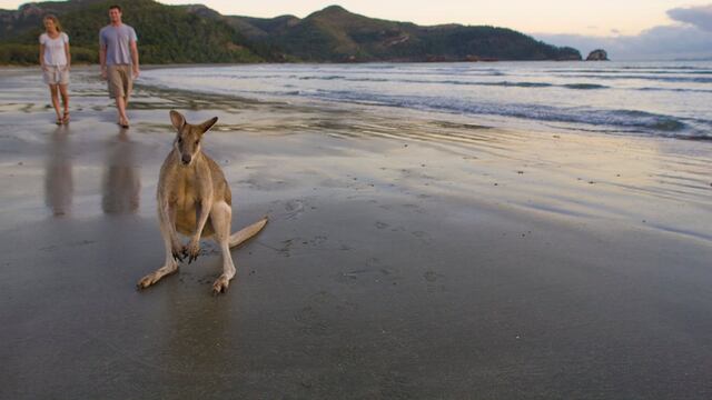 En esta playa puedes pasar el día junto a canguros en libertad
