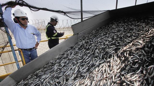 Perú dejó de exportar US$ 1,400 millones por suspensión de la primera temporada de pesca de anchoveta
