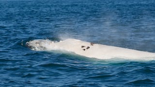 “Glaciar”, la primera ballena blanca captada en el Perú: primer e inédito registro en Piura