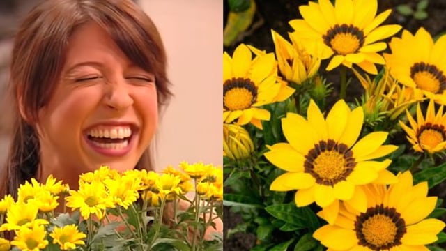 Este el significado de las flores amarillas