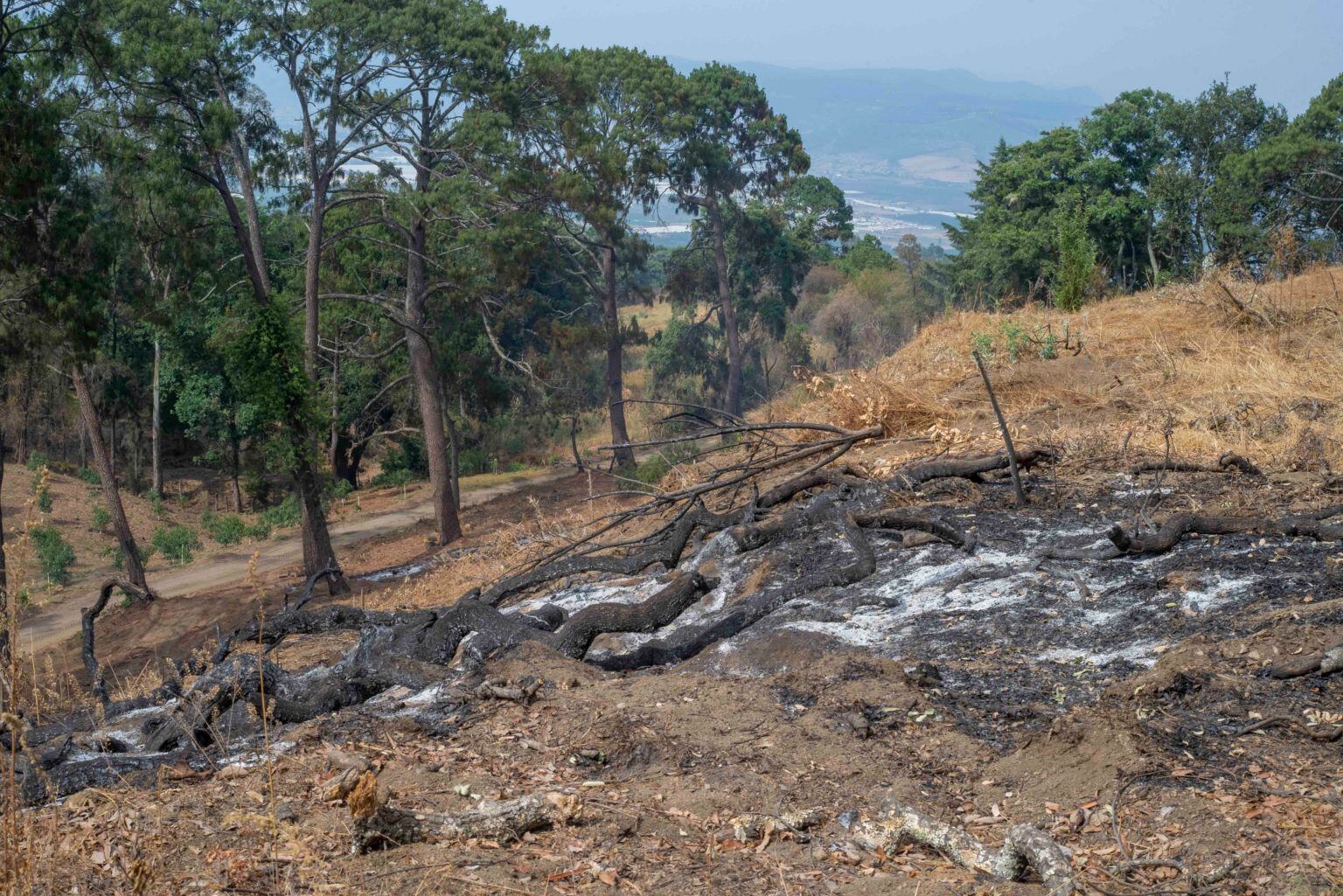 Incendios forestales provocados para expandir el cultivo de aguacate en Jalisco, México. Foto: Abraham Pérez.