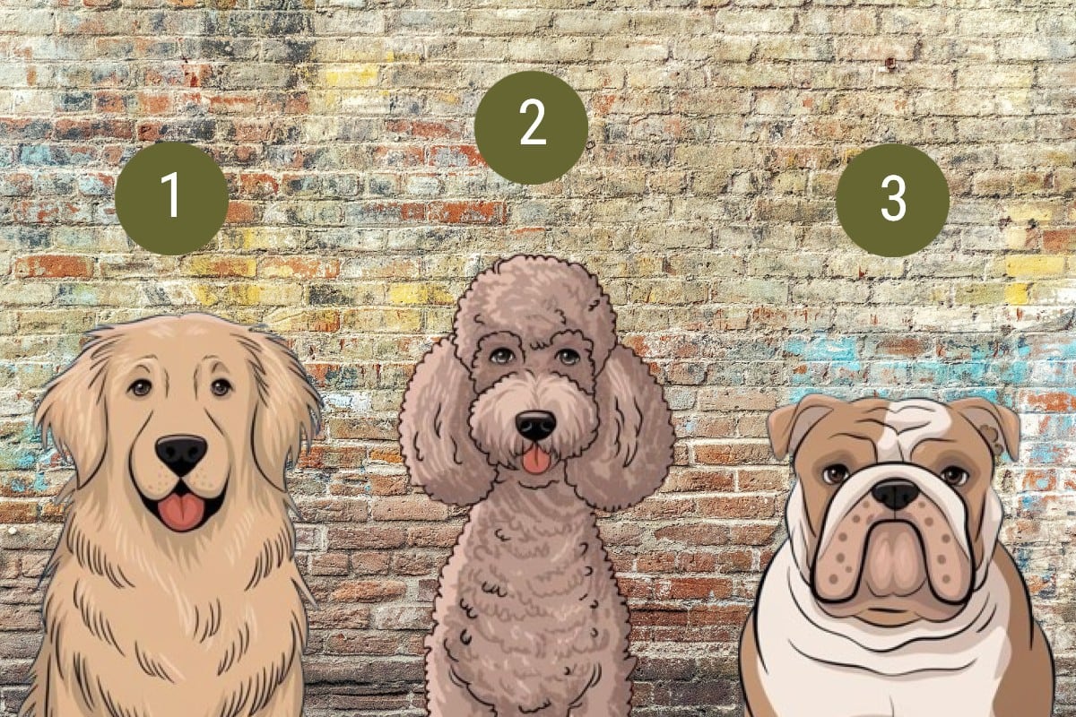 Elige uno de los perros en la imagen para conocer qué tipo de personalidad tienes. (Imagen: El Comercio/Mag)