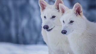 Desextinción del lobo terrible bajo la lupa: ¿es posible revivir una especie extinta y qué riesgos implica?