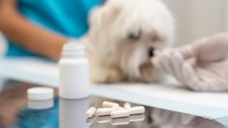 WUF: Estos son algunos medicamentos humanos que puedes compartir con tu mascota