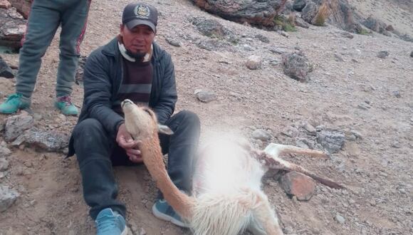 200 vicuñas fueron sacrificadas en  Chumbivilcas por cazadores ilegales. (Foto: Twitter)