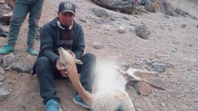 Cusco: cazadores clandestinos sacrifican 200 vicuñas en Chumbivilcas