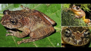 India: hallan rana que se creía extinta hace 137 años