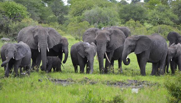 Botsuana decide cada año una cuota de animales que pueden ser cazados. (Foto: All you need is Biology/referencial).