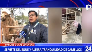 Parque de Las Leyendas: sujeto vestido con túnica árabe irrumpe sin autorización en la zona de los camellos | VIDEOS