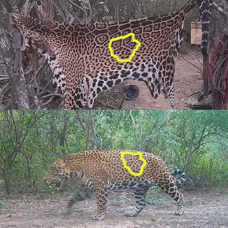 Las manchas de la piel son las “huellas digitales” de los jaguares. Las semejanzas entre las del ejemplar registrado en febrero y la piel exhibida por los cazadores permitió su rápida identificación. Fotos: Proyecto Yaguareté.