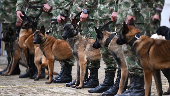 Soldados colombianos sostienen a sus perros antes de un entrenamiento de seguimiento. (Foto de Raúl ARBOLEDA / AFP)