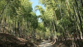 Reforesta Perú lanzará fondo para invertir en sector forestal