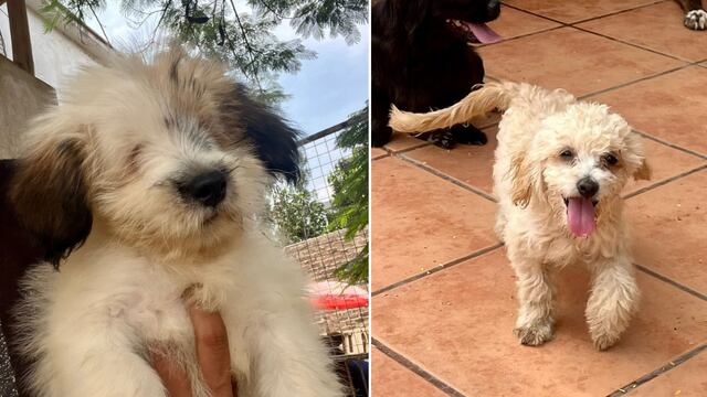 Día Mundial del Cachorro: estos 5 Wufs del albergue ‘Wasi wau’ buscan un hogar