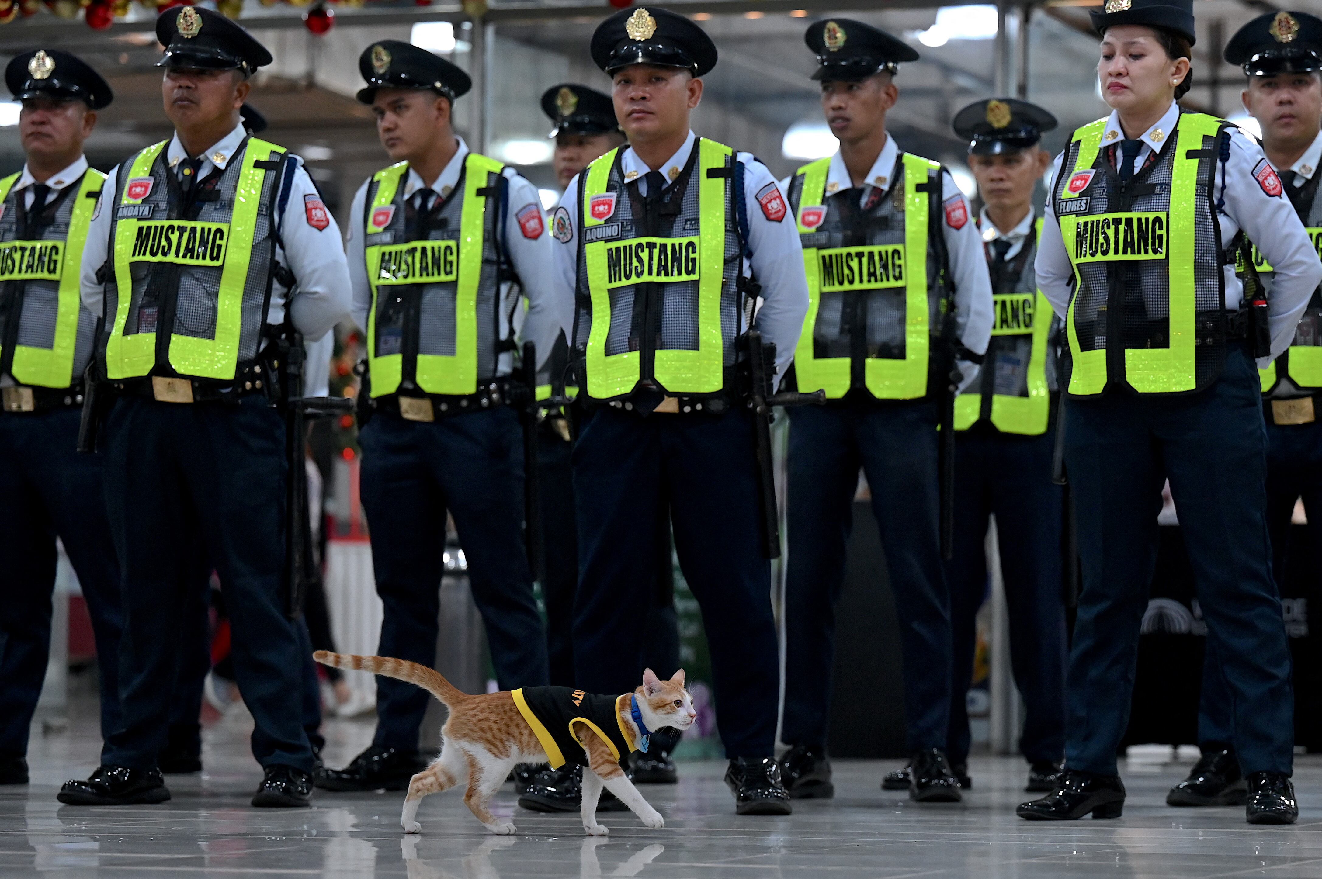 Un gato que lleva un chaleco de seguridad negro y amarillo pasea con indiferencia entre los guardias de seguridad alineados afuera de un edificio de oficinas en Filipinas esperando recibir instrucciones para su turno. (Foto de JAM STA ROSA / AFP)