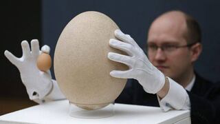 VIDEO: el huevo más grande del mundo será subastado