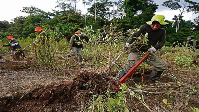 La hoja de coca ilegal es erradicada en el Trapecio Amazónico