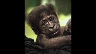 Bebé gorila aborrecida por su madre se mudó de zoológico