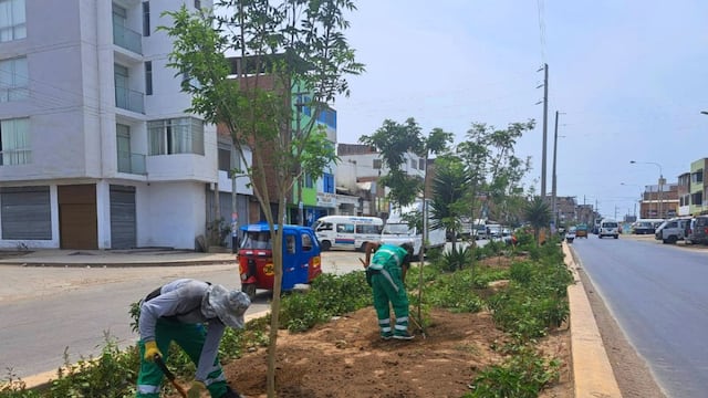 Plantarán más de 5 mil árboles en principales avenidas de Villa El Salvador