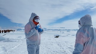Expedición científica a la Antártida reporta casos positivos de gripe aviar en aves marinas