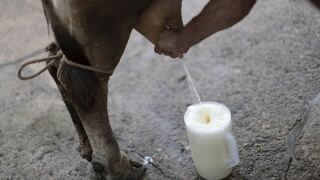Gobierno establece que se use más leche fresca en la elaboración de leche evaporada