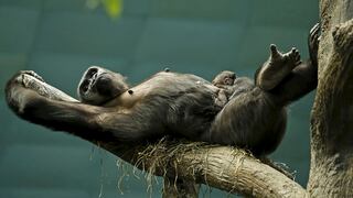 Un bebé gorila es el nuevo consentido de un zoo de EE.UU.