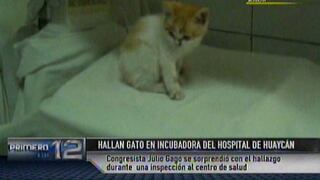 VIDEO: un gato callejero en incubadora de Hospital de Huaycán