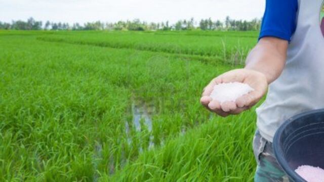 Fenómeno El Niño Global: ¿Qué se espera sobre la producción de arroz, papa y quinua para el segundo semestre?
