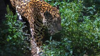 Se estima la presencia de 2.000 jaguares en el Corredor Napo-Putumayo, señala la WWF