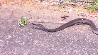 YouTube: impactante pelea a muerte entre camaleón y serpiente