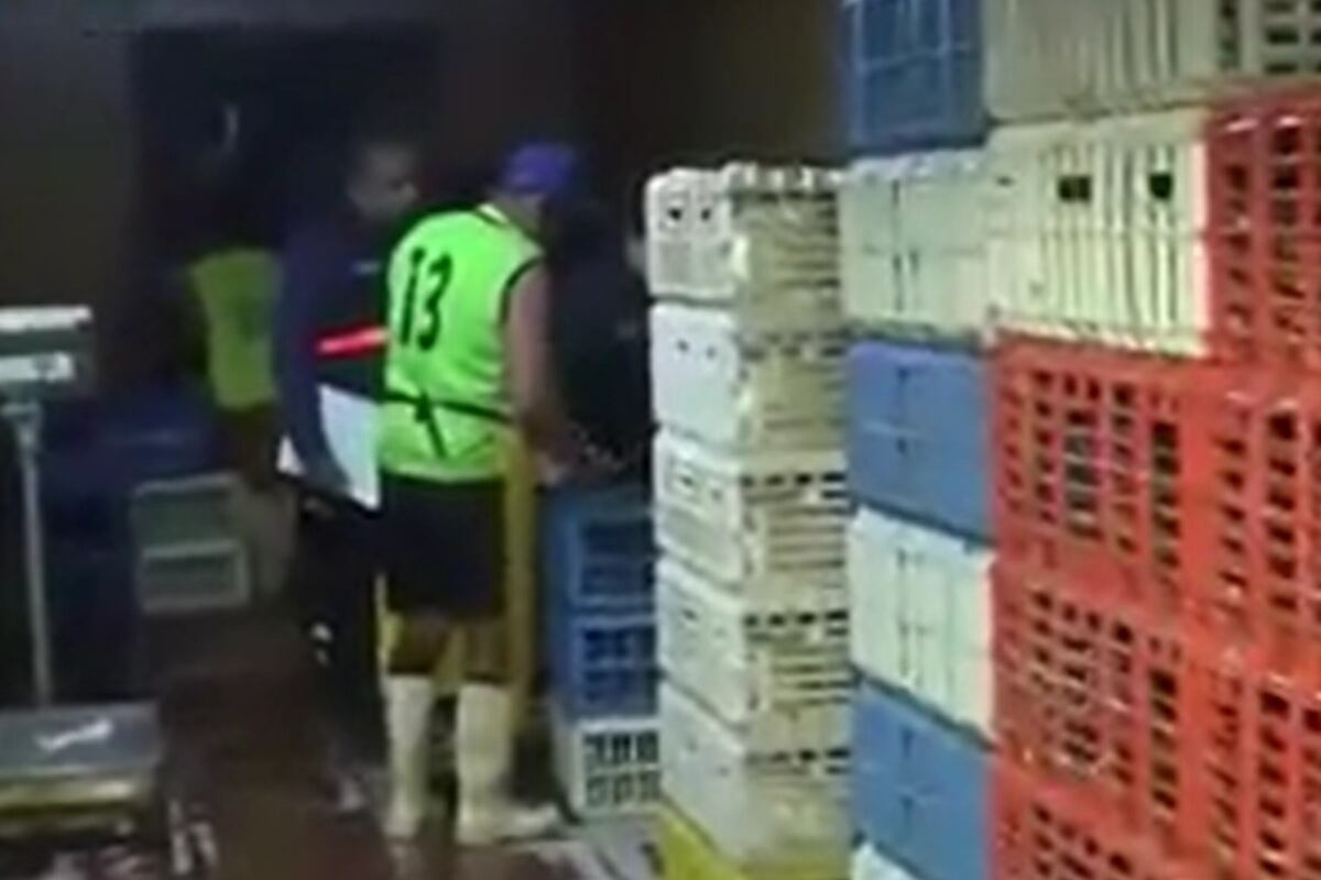 La Municipalidad de Los Olivos intervino un local avícola clandestino. (Foto: Captura/Tv Perú)