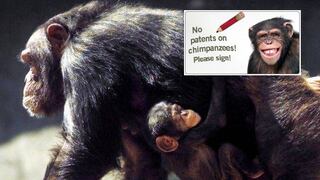 Alemania: quieren frenar patente de chimpancé modificado genéticamente