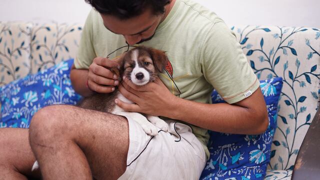 ¿Puedo viajar con mi mascota a otro país o traerlo a Perú? Conoce AQUÍ los trámites que debes realizar